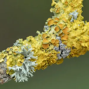 Un rameau recouvert de différentes lichens notamment Xanthoria parietina. Un rameau recouvert de différentes lichens notamment Xanthoria parietina.