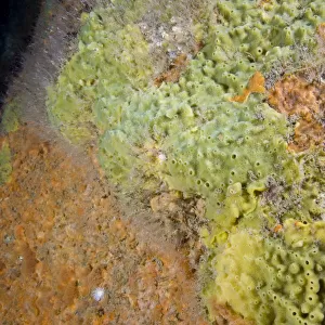 Breadcrumb Sponge (Halichondria panicea) and other encrusting sponges. Channel Islands, UK, June