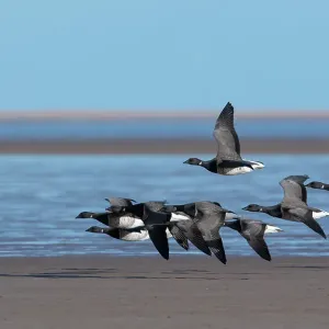 Brent geese (Branta bernicla) small flock in flight over coastal feeding grounds, Lindisfarne National Nature Reserve, Northumberland, UK. February Brent geese (Branta bernicla) small flock in flight over coastal feeding grounds, Lindisfarne National Nature Reserve, Northumberland, UK. February