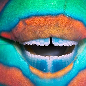 Bridled parrotfish (Scarus frenatus) clownish grin reveals its power tools: grinding