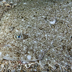 Brill (Scophthalmus rhombus) camouflaged on seabed, Channel Islands, UK, July