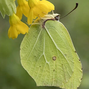 Brimstone butterfly (Goneopteryx rhamni) male roosting on Cowslip (Primula veris) Bedfordshire