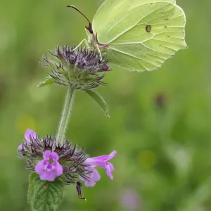 Brimstone butterfly (Goneopteryx rhamni) male on Wild basil flower (Clinopodium vulgare)