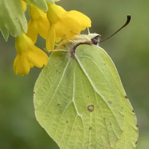 Brimstone butterfly (Goneopteryx rhamni) male roosting on Cowslip (Primula veris) Bedfordshire
