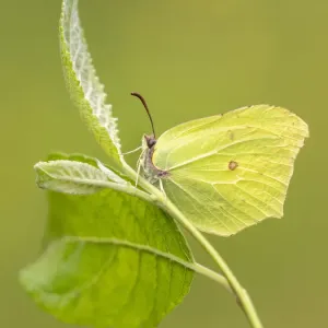 Mariposa de brimstone (Gonepteryx rhamni) descansando entre la hojarasca, cantera Meeth, Devon, Reino Unido. Mariposa de brimstone (Gonepteryx rhamni) descansando entre la hojarasca, cantera Meeth, Devon, Reino Unido.