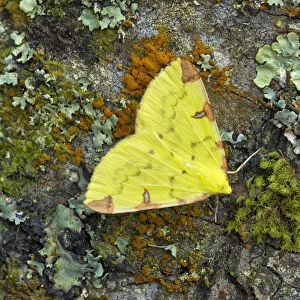 Brimstone moth (Opisthograptis luteolata) Banbridge, County Down, Northern Ireland, June