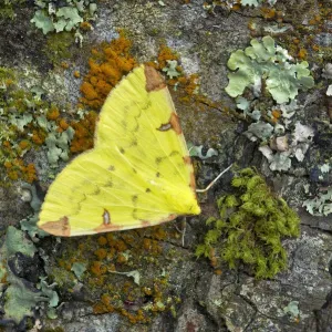 Brimstone moth Print, Opisthograptis luteolata, Banbridge Brimstone moth Print, Opisthograptis luteolata, Banbridge