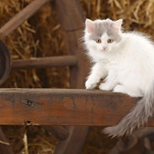 British Longhair, kitten with blue-van colouration age 10 weeks in barn with straw