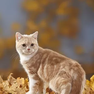 British Shorthair Cat, cream-white coated kitten aged 5 months, standing on log with