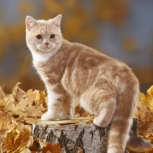 British Shorthair Kitten Print - Cream-White Coated Cat on Log British Shorthair Kitten Print - Cream-White Coated Cat on Log