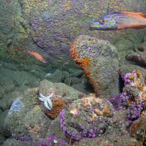 British underwater scenic with Jewel Anemones (Corynactis viridis) and Cuckoo Wrasse