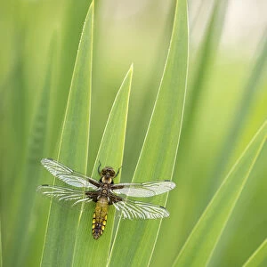 Broad bodied chaser dragonfly (Libellula depressa), newly emerged, resting on reeds