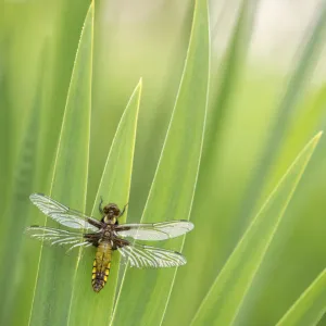 Broad bodied chaser dragonfly (Libellula depressa), newly emerged, resting on reeds