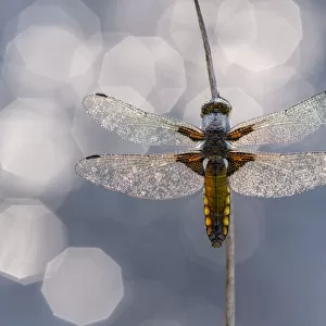 Broad bodied chaser dragonfly (Libellula depressa) covered in dew backlit against water