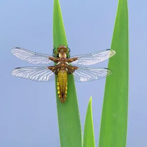 Broad-bodied chaser dragonfly (Libellula depressa) resting on reeds. Cornwall, England, UK. April Broad-bodied chaser dragonfly (Libellula depressa) resting on reeds. Cornwall, England, UK. April
