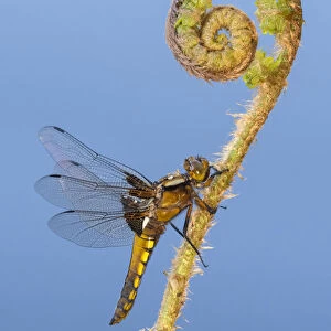 Broad-bodied chaser (Libellula depressa) dragonfly resting on an uncurling fern