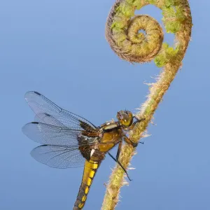 Broad-bodied Chaser dragonfly print on uncurling fern Broad-bodied Chaser dragonfly print on uncurling fern