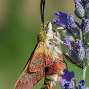 Broad-bordered bee hawkmoth (Hemaris fuciformis) nectaring on Lavender (Lavandula sp. ) flower, Orvieto, Umbria, Italy. July Broad-bordered bee hawkmoth (Hemaris fuciformis) nectaring on Lavender (Lavandula sp. ) flower, Orvieto, Umbria, Italy. July