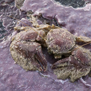 Broad-clawed Porcelain Crab (Porcellana platycheles) on sea shore, Sark, British Channel Islands