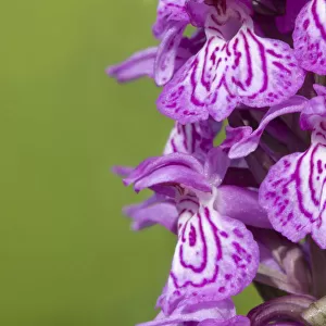 Broad-leaved / Irish marsh orchid (Dactylorhiza majalis) flowers, Nordtirol, Austrian Alps