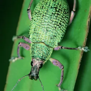 Broad-nosed weevil Print on leaf, Los Tuxtlas Biosphere Reserve, Mexico Broad-nosed weevil Print on leaf, Los Tuxtlas Biosphere Reserve, Mexico