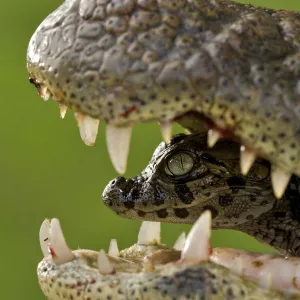 Broad snouted caiman (Caiman latirostris) baby in mothers mouth being carried from the nest