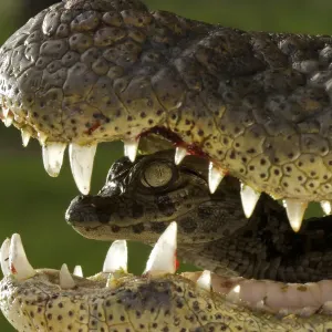 Broad snouted caiman (Caiman latirostris) baby in mothers mouth being carried from nest Broad snouted caiman (Caiman latirostris) baby in mothers mouth being carried from nest