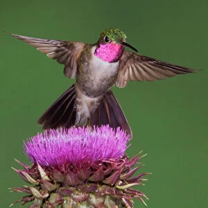 Broad-tailed Hummingbird {Selasphorus platycercus} male in flight feeding on Musk Thistle