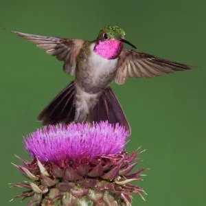 Broad-tailed Hummingbird {Selasphorus platycercus} male in flight feeding on Musk Thistle Broad-tailed Hummingbird {Selasphorus platycercus} male in flight feeding on Musk Thistle