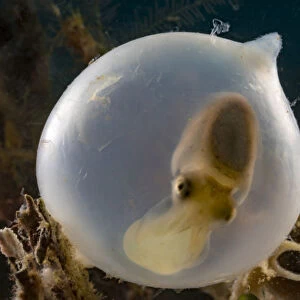 Broadclub cuttlefish (Sepia latimanus) in translucent egg casing on the reef, Philippines