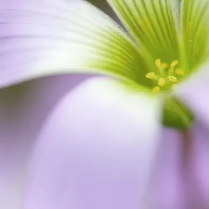 Broadleaf woodsorrel (Oxalis latifolia) in flower, close up. Milpa Alta forest, outskirts of Mexico City, Mexico. August Broadleaf woodsorrel (Oxalis latifolia) in flower, close up. Milpa Alta forest, outskirts of Mexico City, Mexico. August