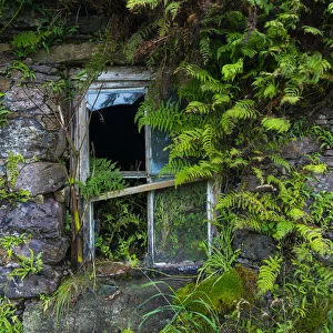 Broken window overgrown with ferns, Kells Seaside Area, Ring of Kerry, Iveragh Peninsula