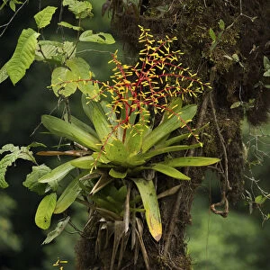 Bromeliad flowering in cloud forest, Choco region, Northwestern Ecuador