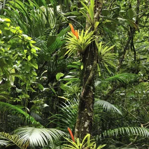 Bromeliads (Bromeliaceae) in flower in rainforest, Salto Morato Nature Reserve / RPPN Salto Morato