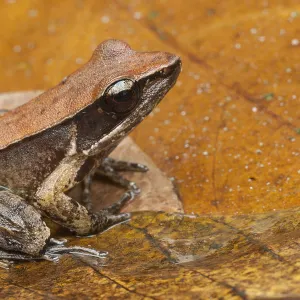 Bronzed frog / Common Wood Frog (Hylarana temporalis) Sri Lanka