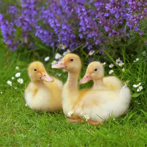 A brood of domestic ducklings at a week old. UK, June A brood of domestic ducklings at a week old. UK, June