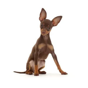 Brown-and-tan Miniature Pinscher puppy, with ears up