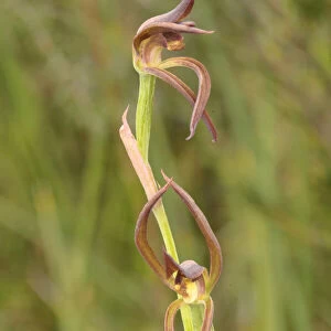 Brown beaks orchid (Lyperanthus suaveolens). Tasmania, Australia. November