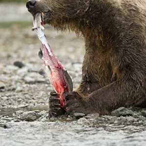 Brown bear / Coastal Grizzly Bear, (Ursus arctos) feeding on Pink Salmon, during the