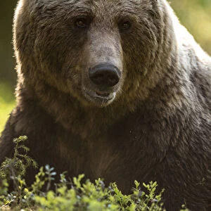Brown Bear (Ursus arctos) adult portait, Finland, June