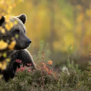 Brown bear (Ursus arctos) in autumnal forest, Finland, September Brown bear (Ursus arctos) in autumnal forest, Finland, September