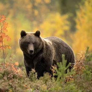 Brown bear (Ursus arctos) in autumnal forest, Finland, September