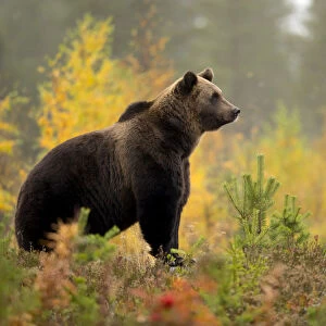 Brown bear (Ursus arctos) in autumnal forest, Finland, September
