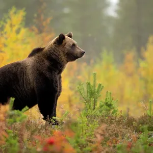 Brown bear Print, Finland, Autumn Brown bear Print, Finland, Autumn