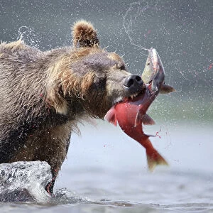 Brown bear (Ursus arctos) catching salmon in river, Kamchatka, Far east Russia, August