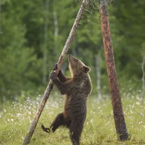 Brown Bear (Ursus arctos), cub climbing a tree, Finland, July