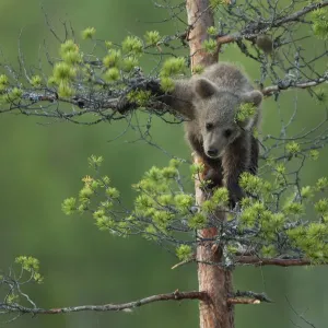 Brown Bear (Ursus arctos) cub climbing up a tree. Finland, July Brown Bear (Ursus arctos) cub climbing up a tree. Finland, July