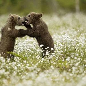 Brown Bear (Ursus arctos) cubs play fighting amongst cotton grass, Finland, June