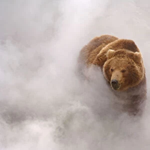 Brown bear {Ursus arctos} enjoys hot steam from a geyser in Valley of the Geysers