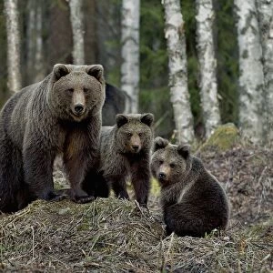 Brown bear (Ursus arctos) female and two cubs. In coniferous forest, Finland. May